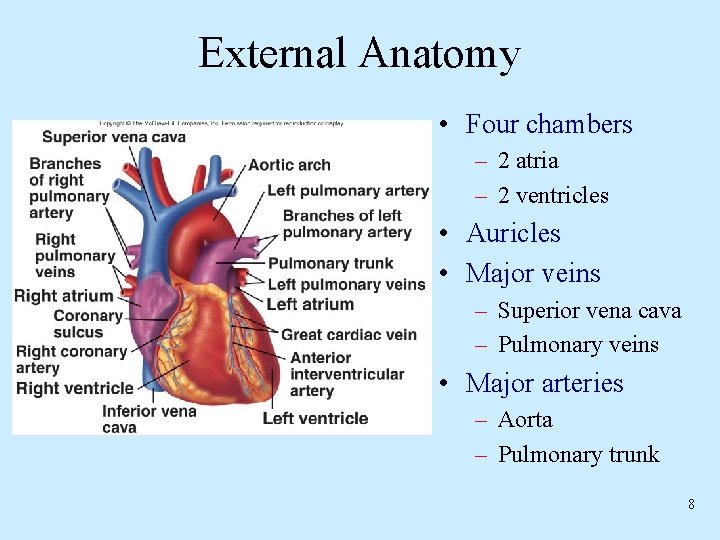 External Anatomy • Four chambers – 2 atria – 2 ventricles • Auricles •