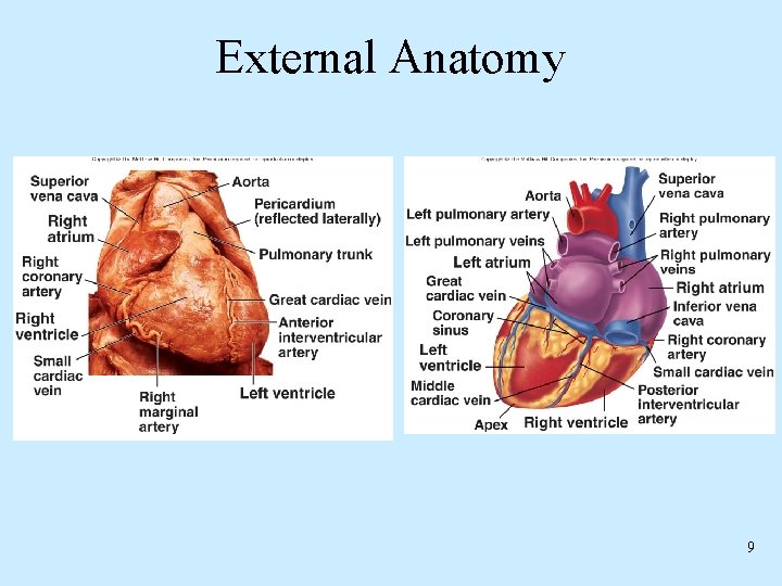 External Anatomy 9 