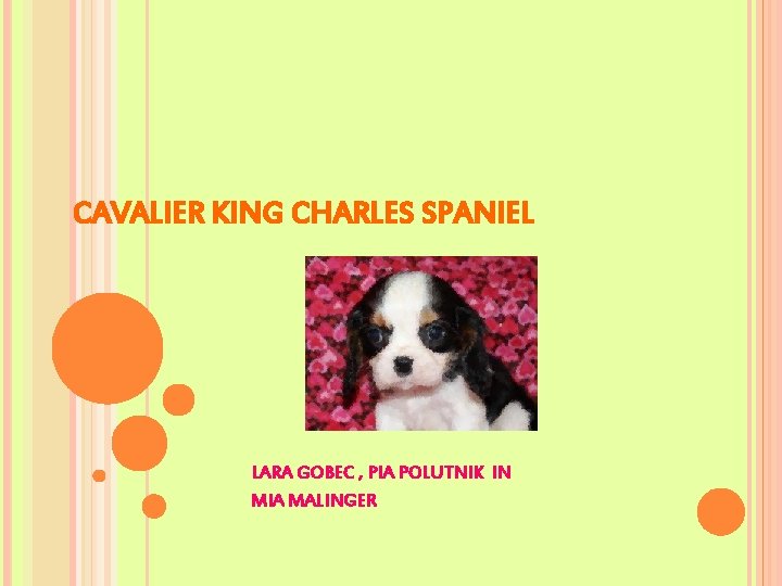 CAVALIER KING CHARLES SPANIEL LARA GOBEC , PIA POLUTNIK IN MIA MALINGER 