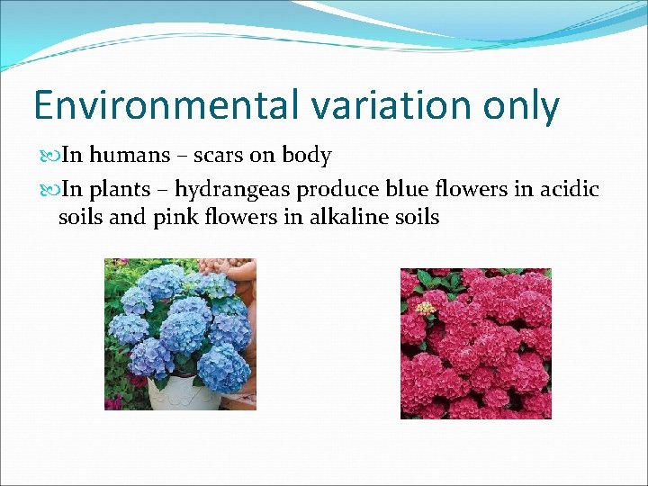 Environmental variation only In humans – scars on body In plants – hydrangeas produce