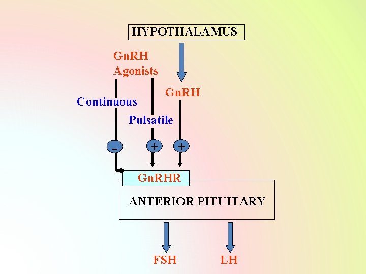 HYPOTHALAMUS Gn. RH Agonists Gn. RH Continuous Pulsatile - + + Gn. RHR ANTERIOR