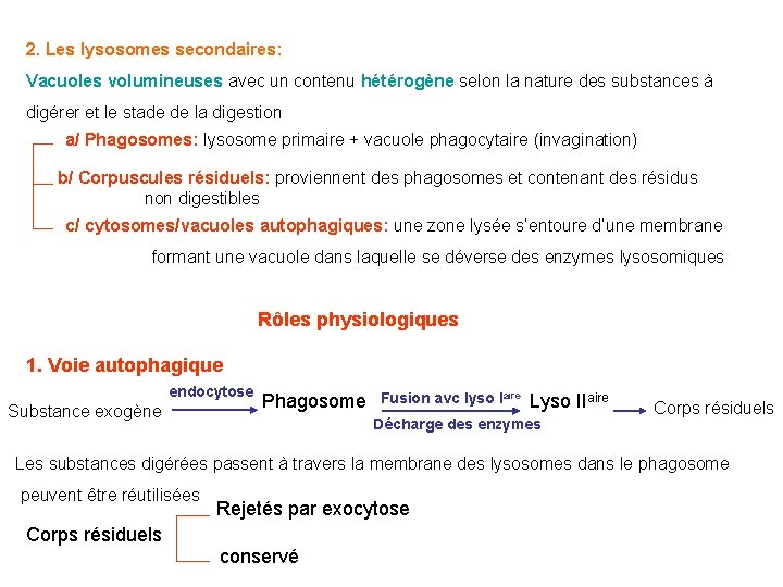 2. Les lysosomes secondaires: Vacuoles volumineuses avec un contenu hétérogène selon la nature des