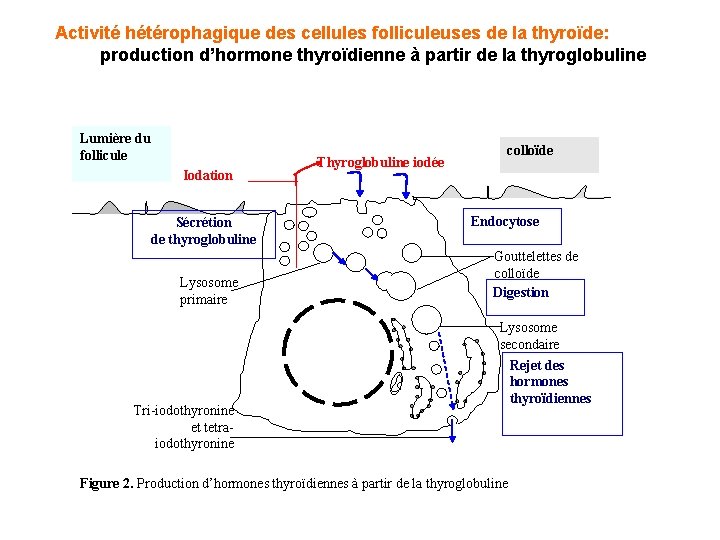 Activité hétérophagique des cellules folliculeuses de la thyroïde: production d’hormone thyroïdienne à partir de