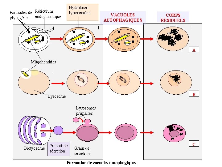 Hydrolases lysosomales Particules de Réticulum endoplasmique glycogène VACUOLES AUTOPHAGIQUES CORPS RESIDUELS A Mitochondries B