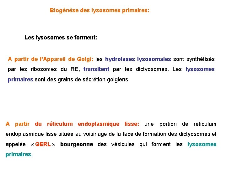  Biogénèse des lysosomes primaires: Les lysosomes se forment: A partir de l’Appareil de