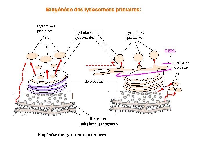  Biogénèse des lysosomees primaires: Lysosomes primaires Hydrolases lysosomales Lysosomes primaires GERL . .