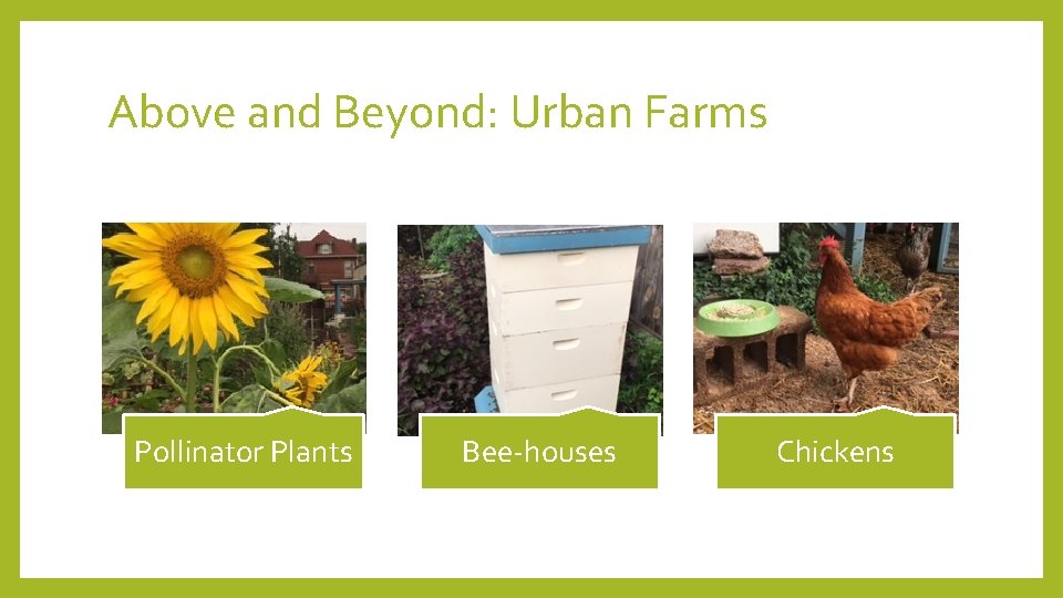 Above and Beyond: Urban Farms Pollinator Plants Bee-houses Chickens 