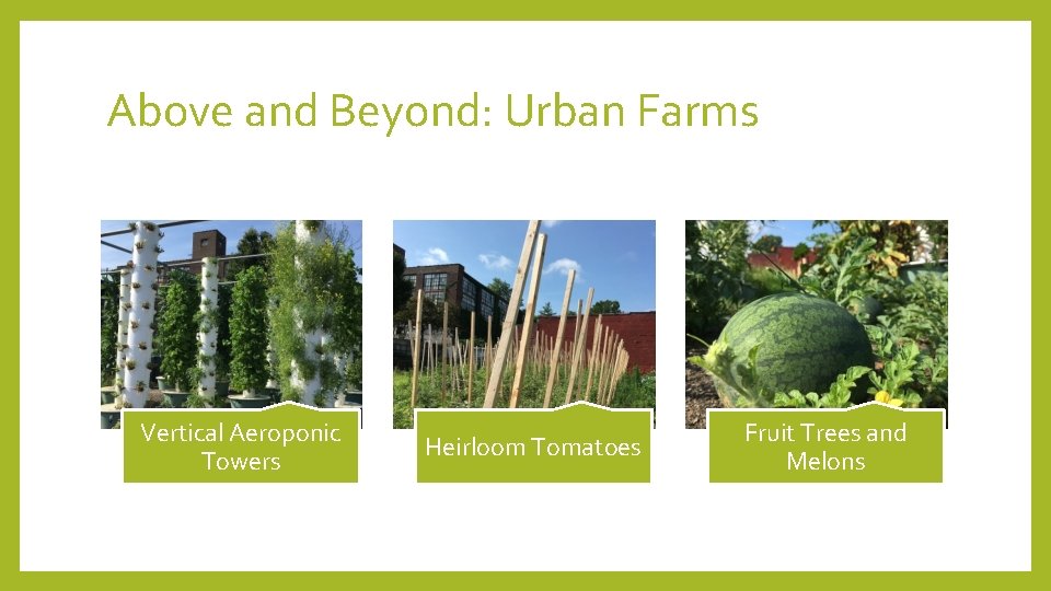 Above and Beyond: Urban Farms Vertical Aeroponic Towers Heirloom Tomatoes Fruit Trees and Melons