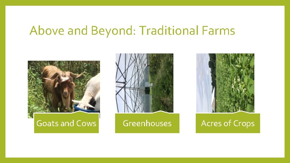 Above and Beyond: Traditional Farms Goats and Cows Greenhouses Acres of Crops 