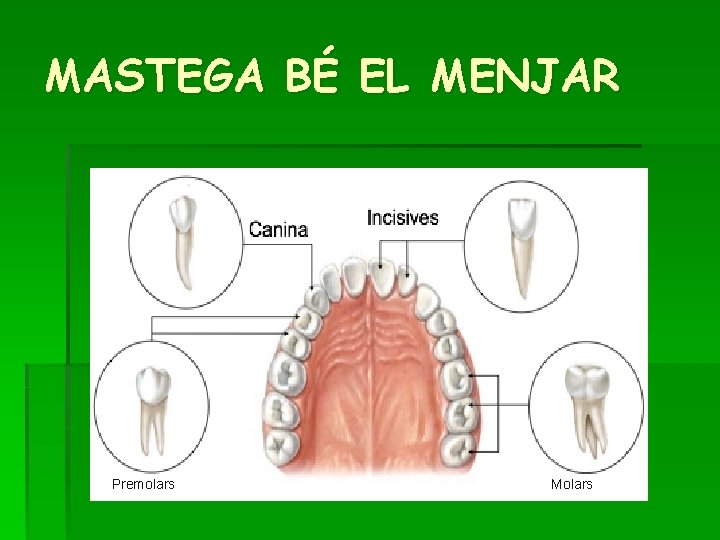 MASTEGA BÉ EL MENJAR Premolars Molars 