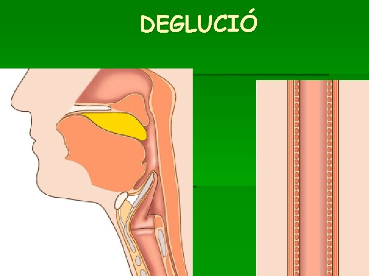 DEGLUCIÓ 