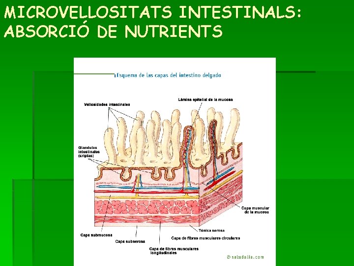 MICROVELLOSITATS INTESTINALS: ABSORCIÓ DE NUTRIENTS 