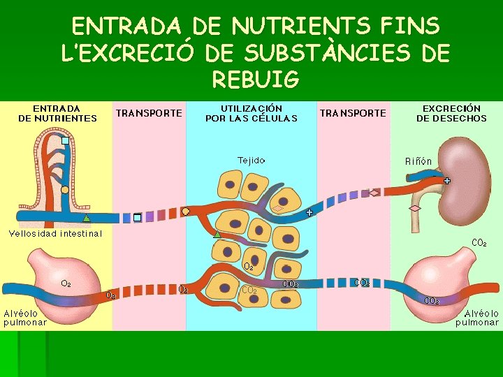 ENTRADA DE NUTRIENTS FINS L’EXCRECIÓ DE SUBSTÀNCIES DE REBUIG 