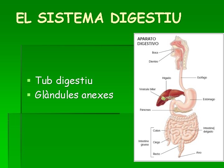 EL SISTEMA DIGESTIU § Tub digestiu § Glàndules anexes 