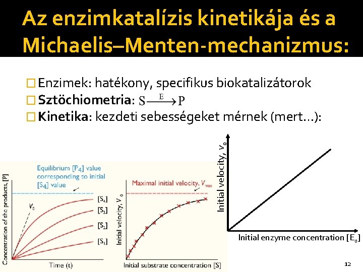 Az enzimkatalízis kinetikája és a Michaelis–Menten-mechanizmus: Initial velocity, vo � Enzimek: hatékony, specifikus biokatalizátorok