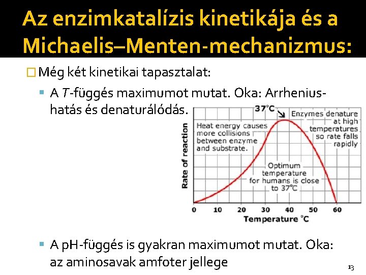 Az enzimkatalízis kinetikája és a Michaelis–Menten-mechanizmus: � Még két kinetikai tapasztalat: A T-függés maximumot