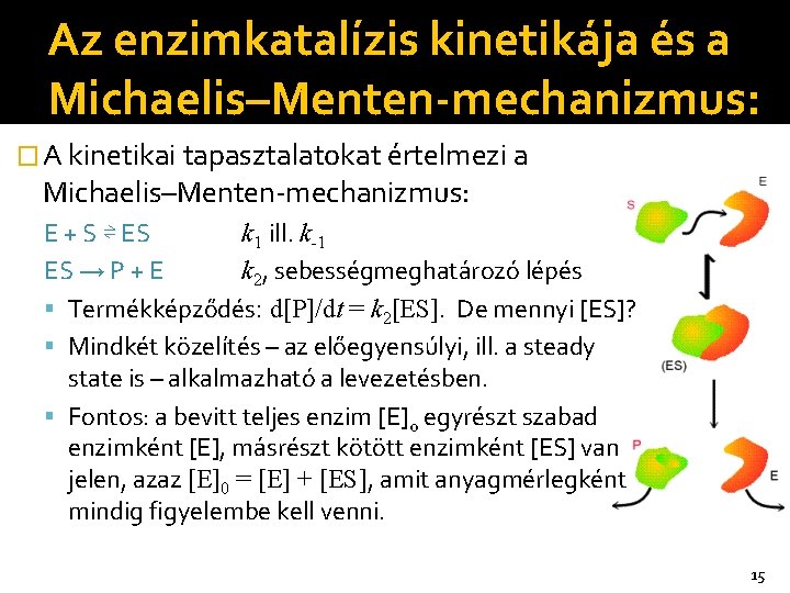Az enzimkatalízis kinetikája és a Michaelis–Menten-mechanizmus: � A kinetikai tapasztalatokat értelmezi a Michaelis–Menten-mechanizmus: E