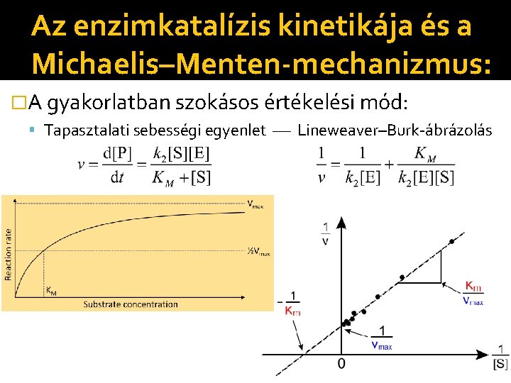 Az enzimkatalízis kinetikája és a Michaelis–Menten-mechanizmus: �A gyakorlatban szokásos értékelési mód: Tapasztalati sebességi egyenlet