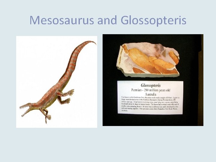 Mesosaurus and Glossopteris 