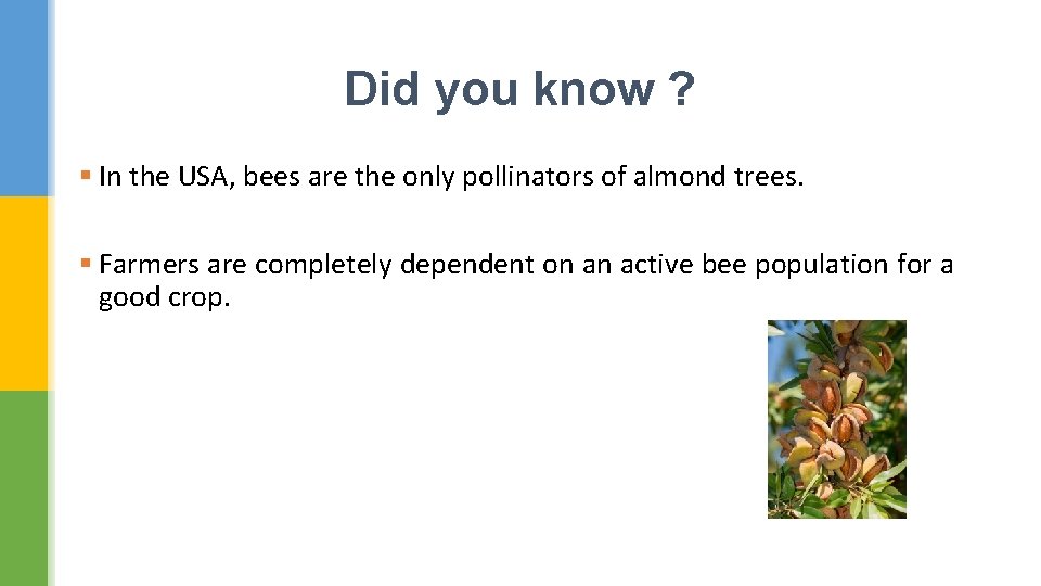 Did you know ? § In the USA, bees are the only pollinators of