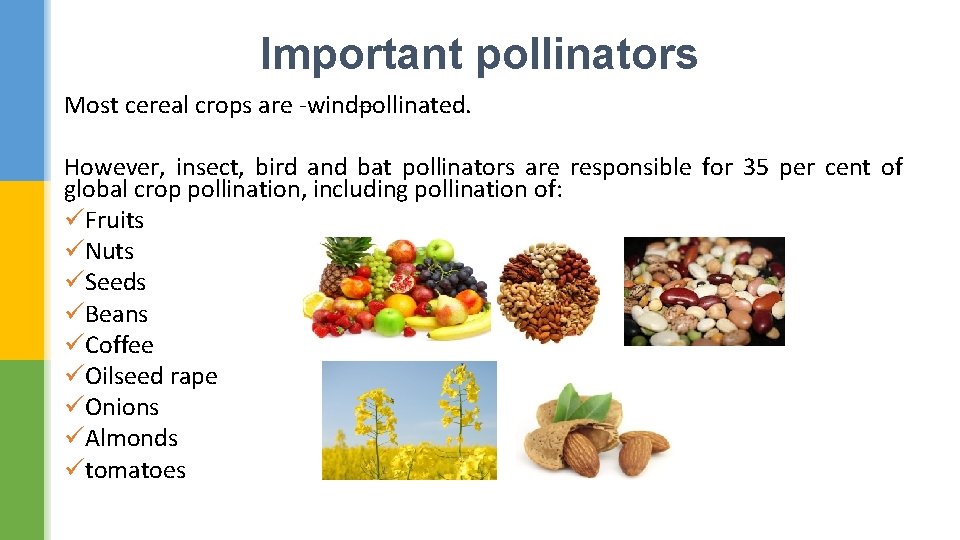 Important pollinators Most cereal crops are wind pollinated. However, insect, bird and bat pollinators