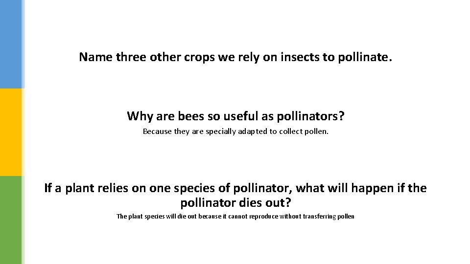 Name three other crops we rely on insects to pollinate. Why are bees so