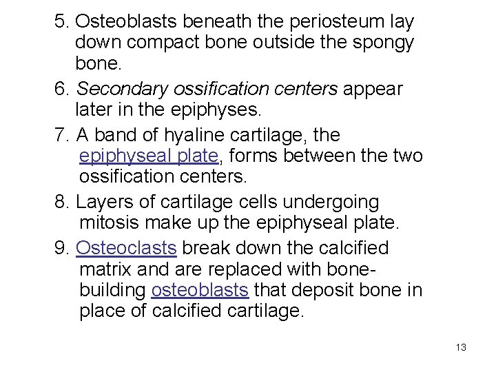 5. Osteoblasts beneath the periosteum lay down compact bone outside the spongy bone. 6.