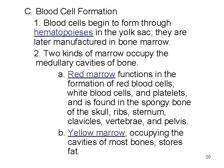 C. Blood Cell Formation 1. Blood cells begin to form through hematopoieses in the