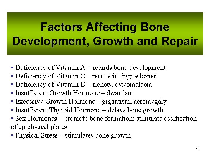 Factors Affecting Bone Development, Growth and Repair • Deficiency of Vitamin A – retards