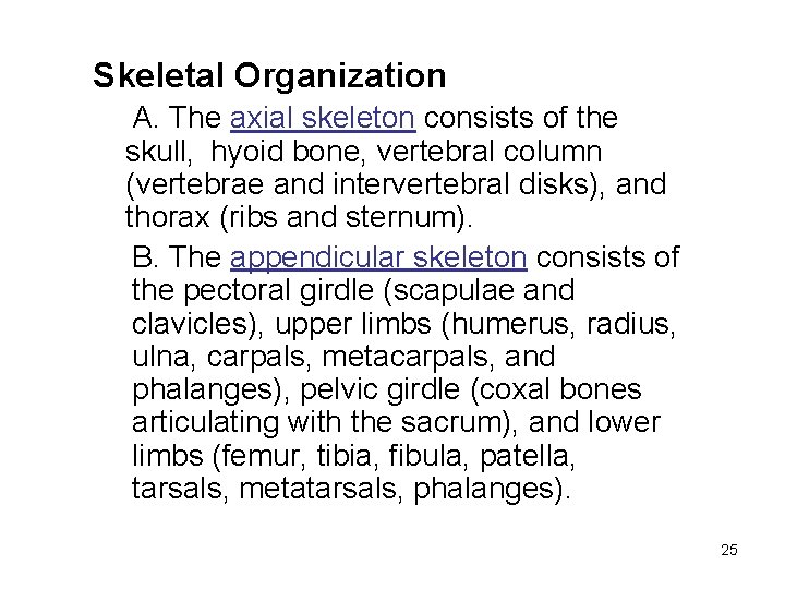 Skeletal Organization A. The axial skeleton consists of the skull, hyoid bone, vertebral column