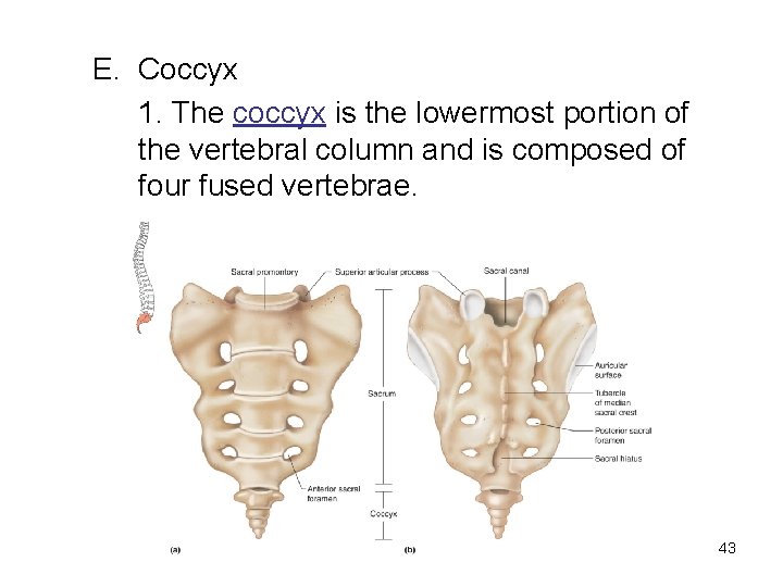 E. Coccyx 1. The coccyx is the lowermost portion of the vertebral column and