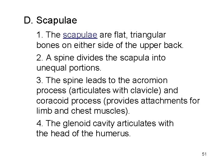 D. Scapulae 1. The scapulae are flat, triangular bones on either side of the