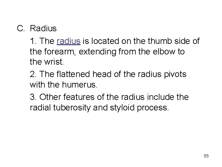 C. Radius 1. The radius is located on the thumb side of the forearm,