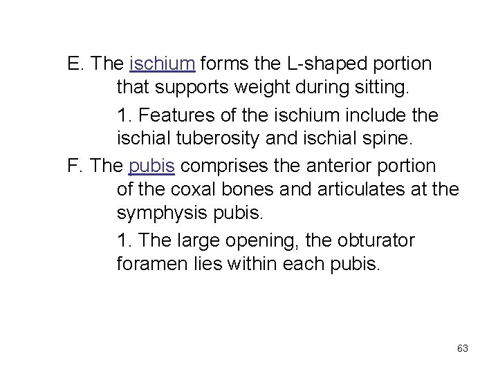 E. The ischium forms the L-shaped portion that supports weight during sitting. 1. Features