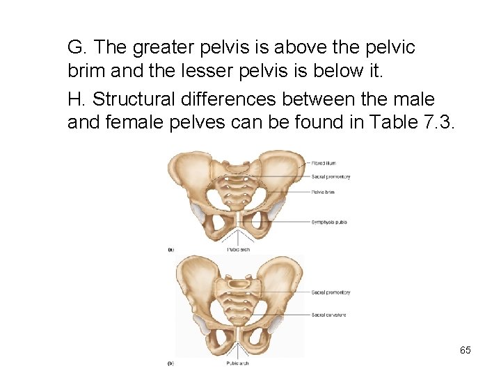 G. The greater pelvis is above the pelvic brim and the lesser pelvis is