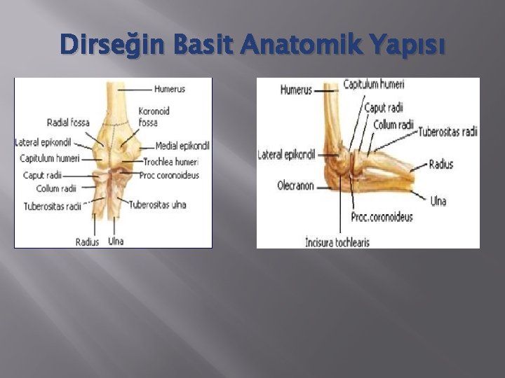 Dirseğin Basit Anatomik Yapısı 