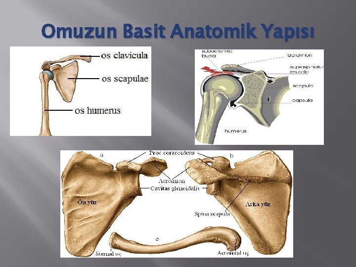 Omuzun Basit Anatomik Yapısı 