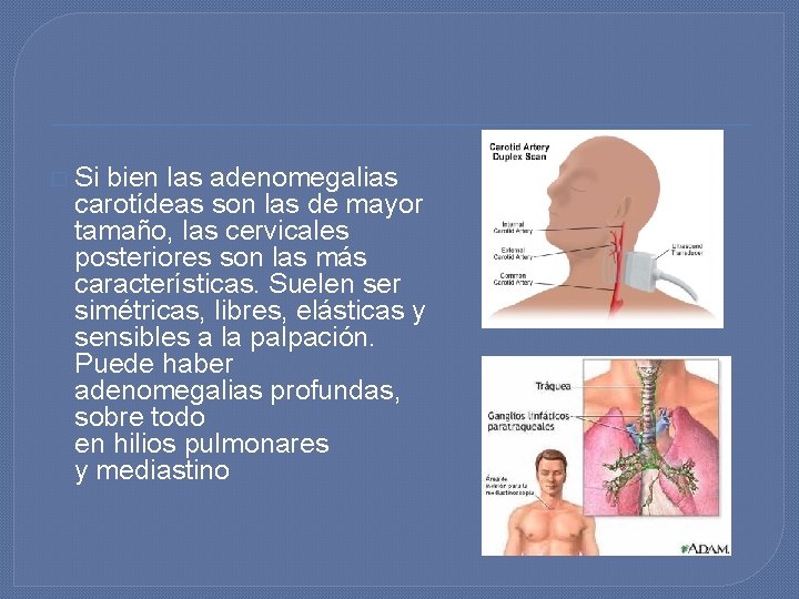� Si bien las adenomegalias carotídeas son las de mayor tamaño, las cervicales posteriores � Si bien las adenomegalias carotídeas son las de mayor tamaño, las cervicales posteriores