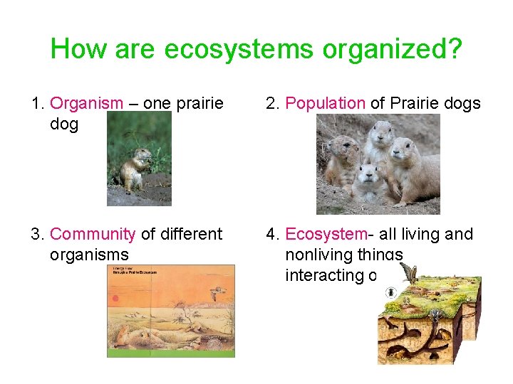 How are ecosystems organized? 1. Organism – one prairie dog 2. Population of Prairie