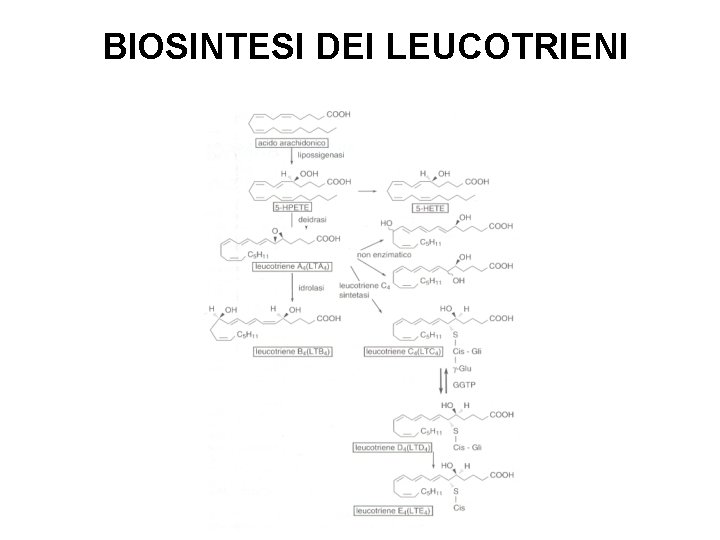 BIOSINTESI DEI LEUCOTRIENI 