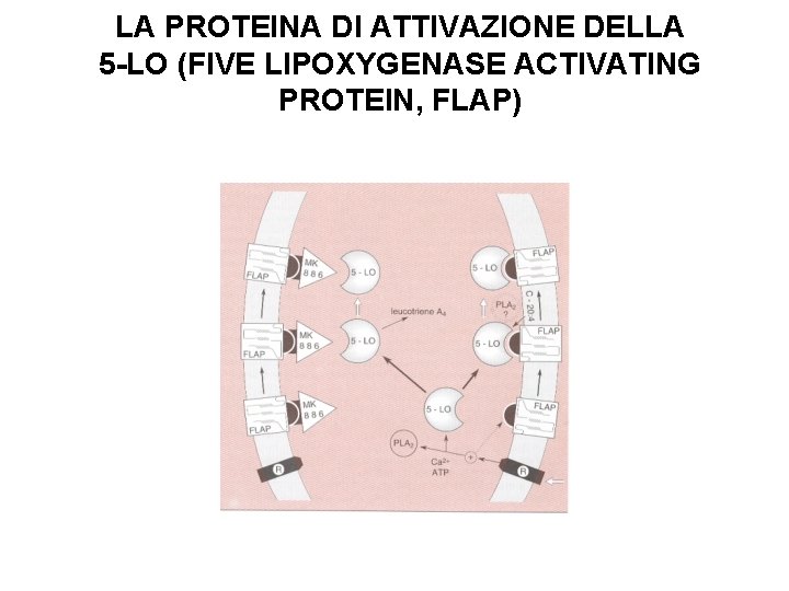 LA PROTEINA DI ATTIVAZIONE DELLA 5 -LO (FIVE LIPOXYGENASE ACTIVATING PROTEIN, FLAP) 