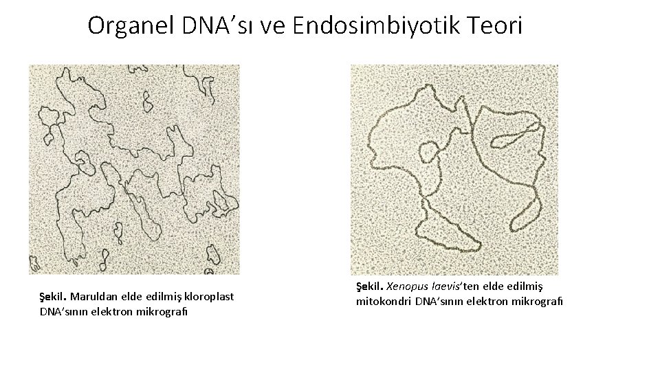 Organel DNA’sı ve Endosimbiyotik Teori Şekil. Maruldan elde edilmiş kloroplast DNA’sının elektron mikrografı Şekil.