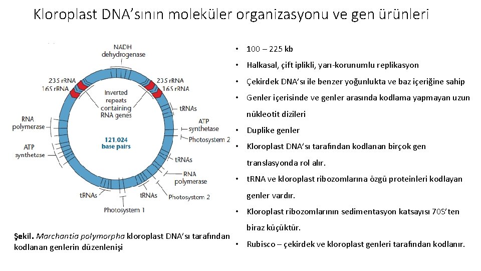 Kloroplast DNA’sının moleküler organizasyonu ve gen ürünleri • 100 – 225 kb • Halkasal,