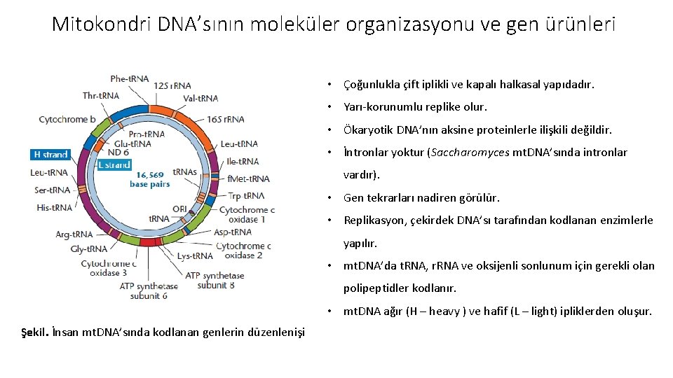 Mitokondri DNA’sının moleküler organizasyonu ve gen ürünleri • Çoğunlukla çift iplikli ve kapalı halkasal