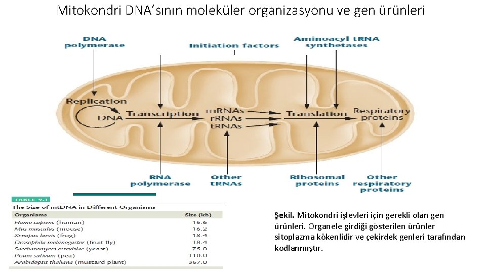 Mitokondri DNA’sının moleküler organizasyonu ve gen ürünleri Şekil. Mitokondri işlevleri için gerekli olan gen