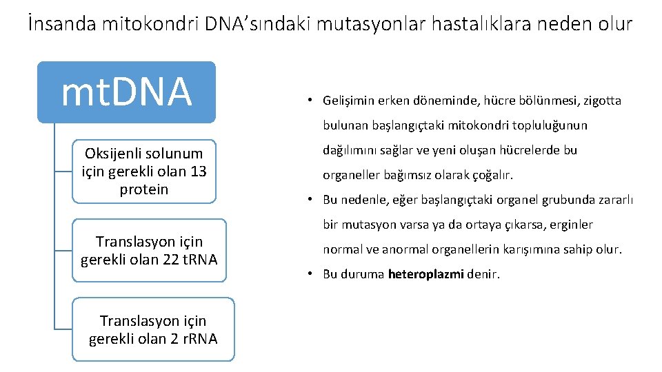 İnsanda mitokondri DNA’sındaki mutasyonlar hastalıklara neden olur mt. DNA Oksijenli solunum için gerekli olan