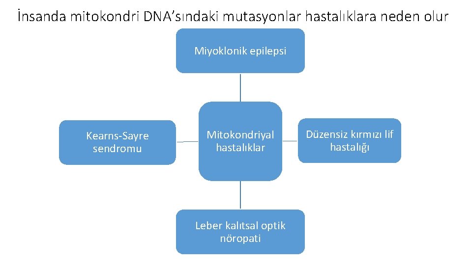 İnsanda mitokondri DNA’sındaki mutasyonlar hastalıklara neden olur Miyoklonik epilepsi Kearns-Sayre sendromu Mitokondriyal hastalıklar Leber