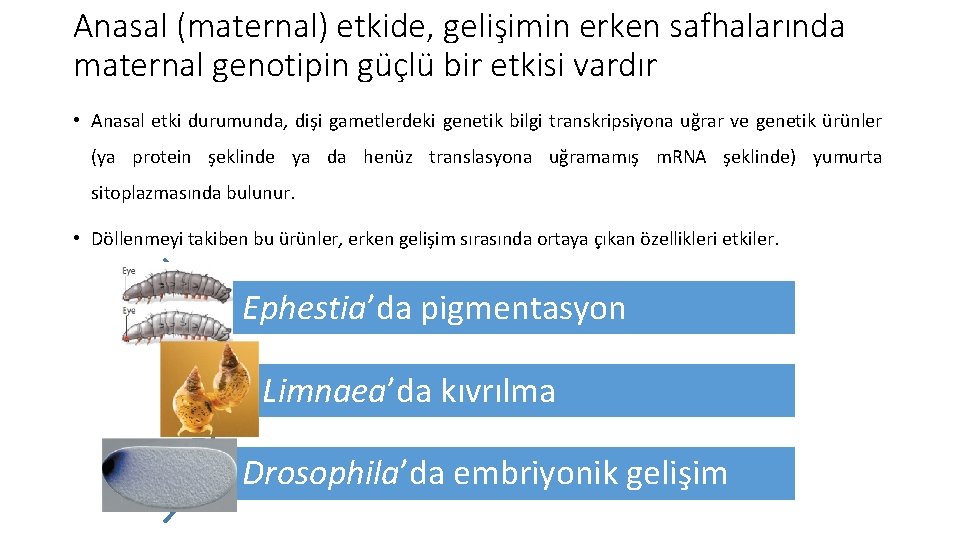 Anasal (maternal) etkide, gelişimin erken safhalarında maternal genotipin güçlü bir etkisi vardır • Anasal