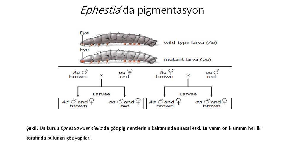 Ephestia’da pigmentasyon Şekil. Un kurdu Ephestia kuehniella’da göz pigmentlerinin kalıtımında anasal etki. Larvanın ön