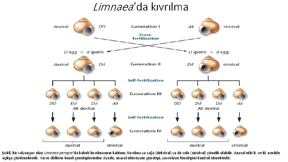 Limnaea ’da kıvrılma Şekil. Bir salyangoz olan Limnaea peregra’da kabuk kıvrılmasının kalıtımı. Kıvrılma ya